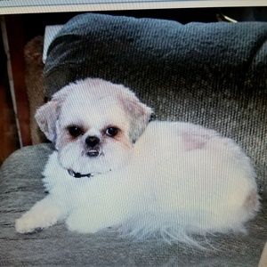 Meet your Posher, Lola